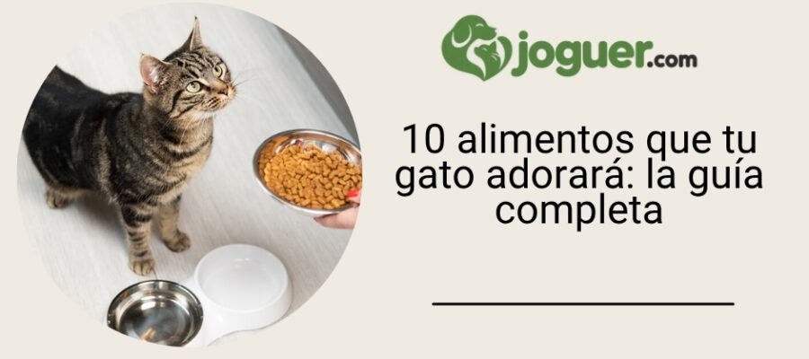 10 alimentos que tu gato adorará: la guía completa