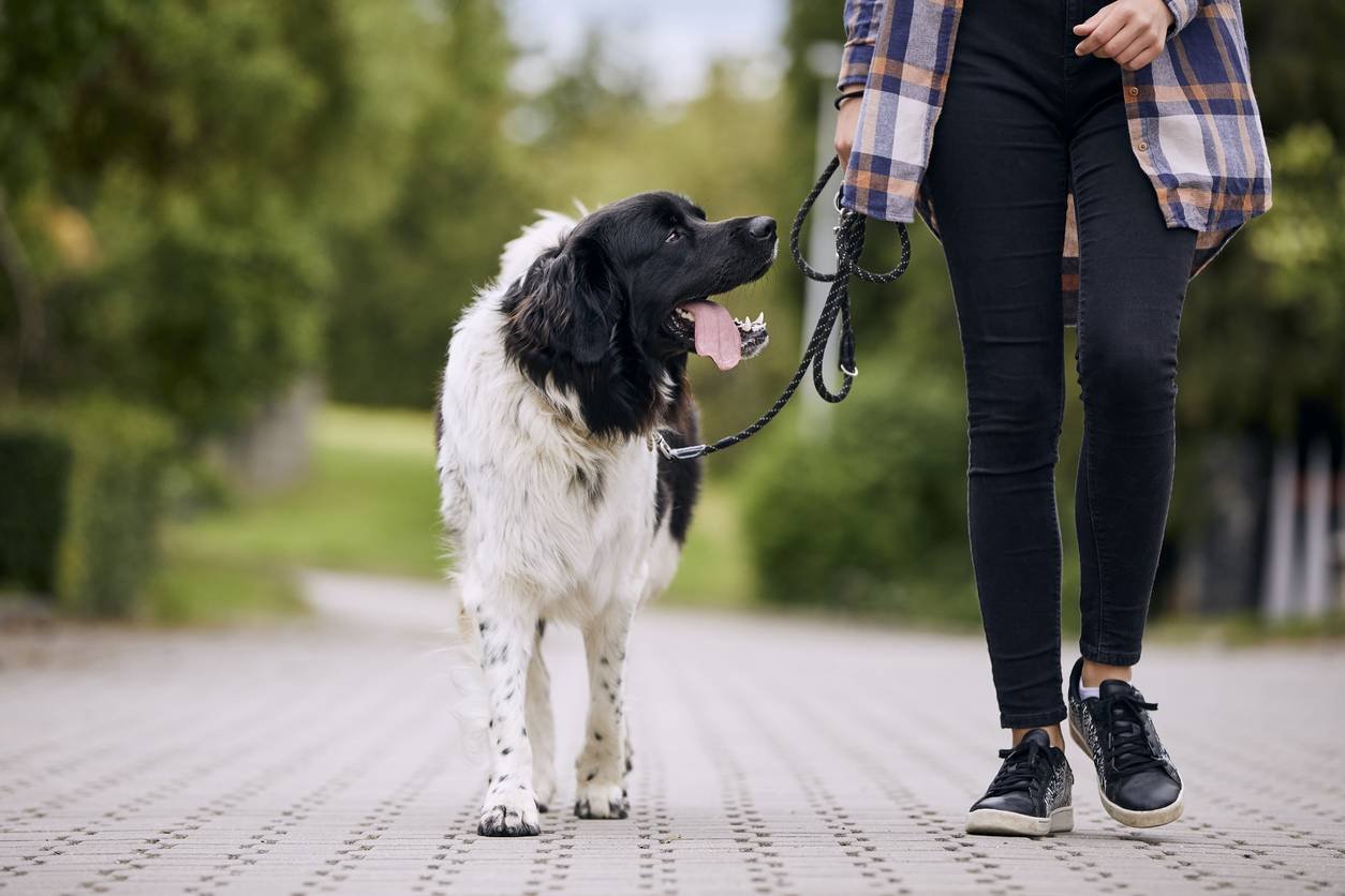 relation chien-maître