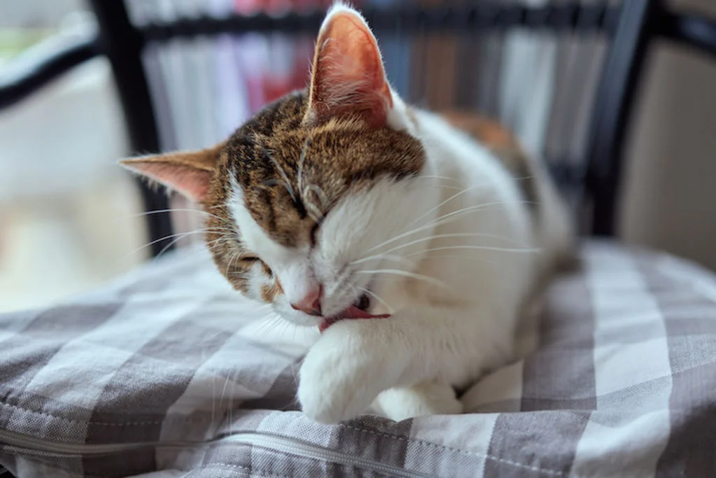 chat se leche la patte