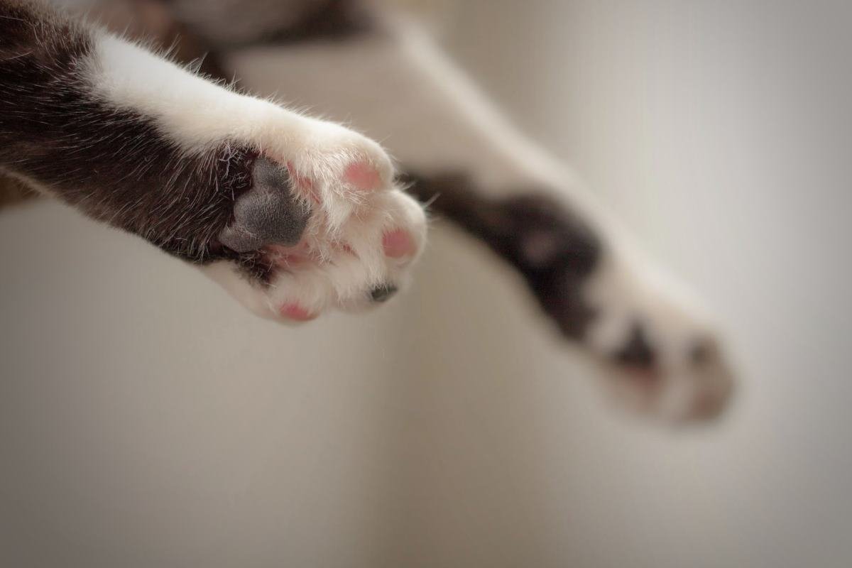 soins des pattes et coussinets de votre chat