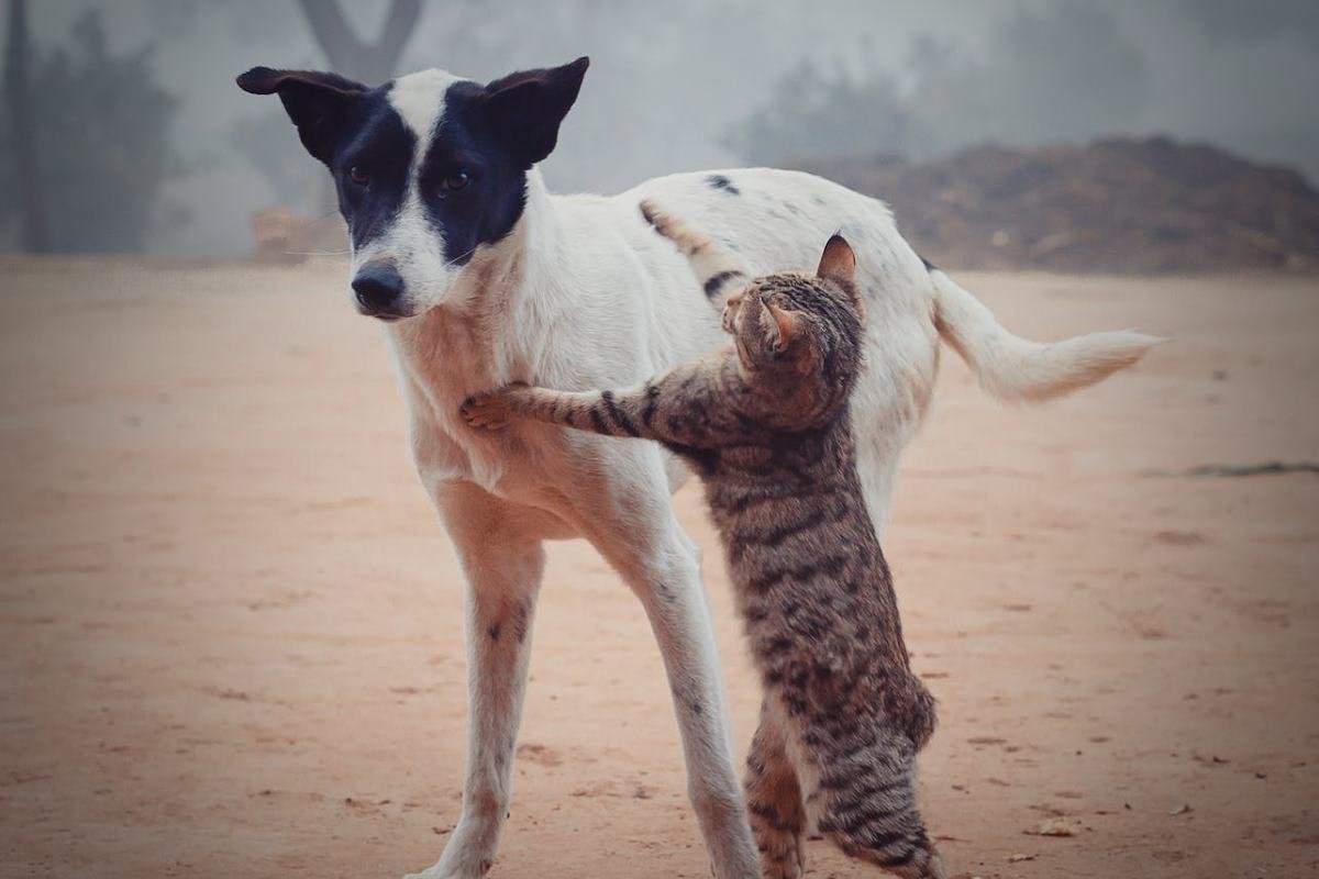 pourquoi les chiens et les chats sont plus intelligents