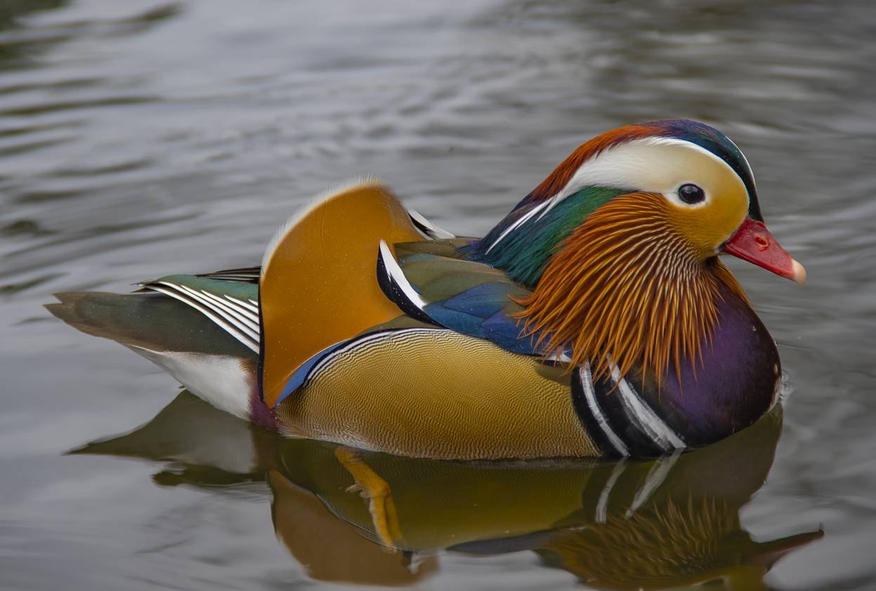 canard mandarin