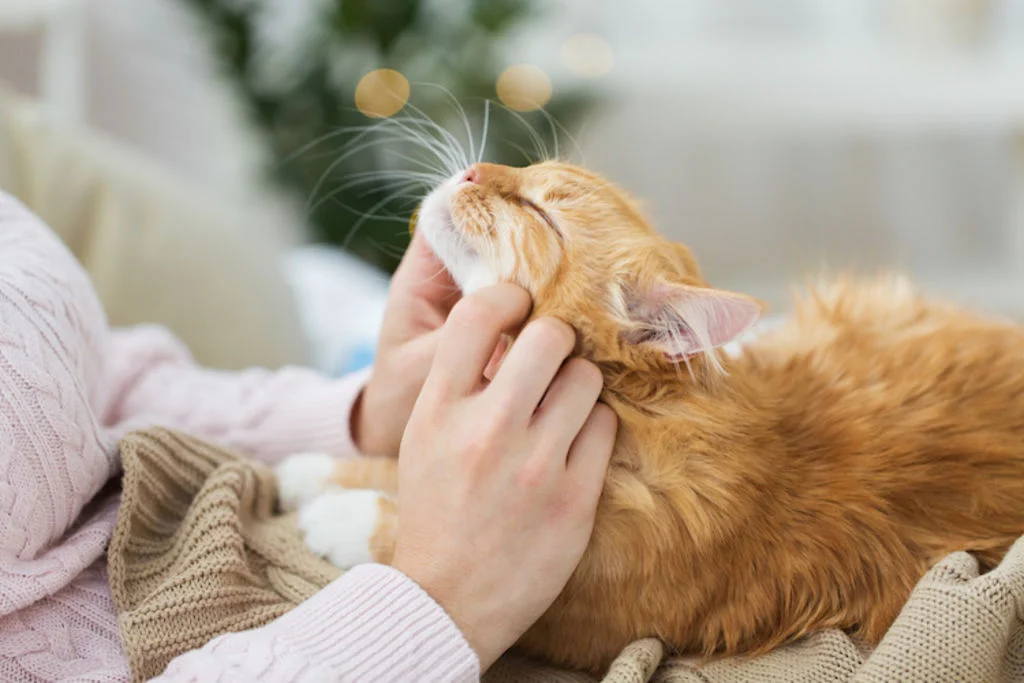 bien_vivre_avec_son_chat