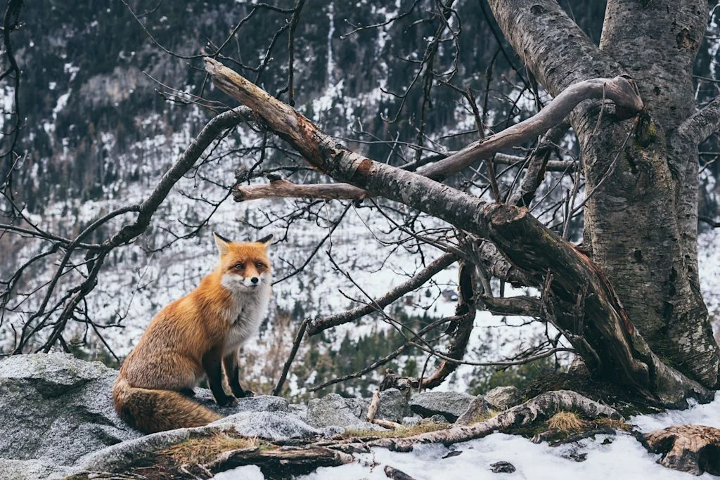 Renard
