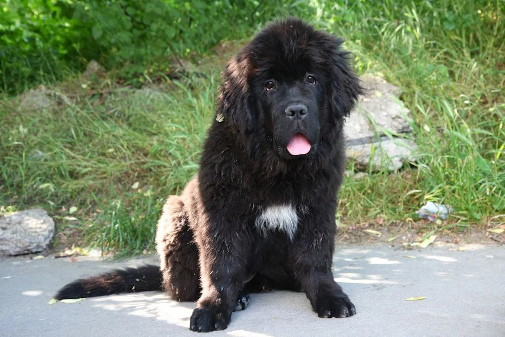 chiot terre neuve mignon et gentil