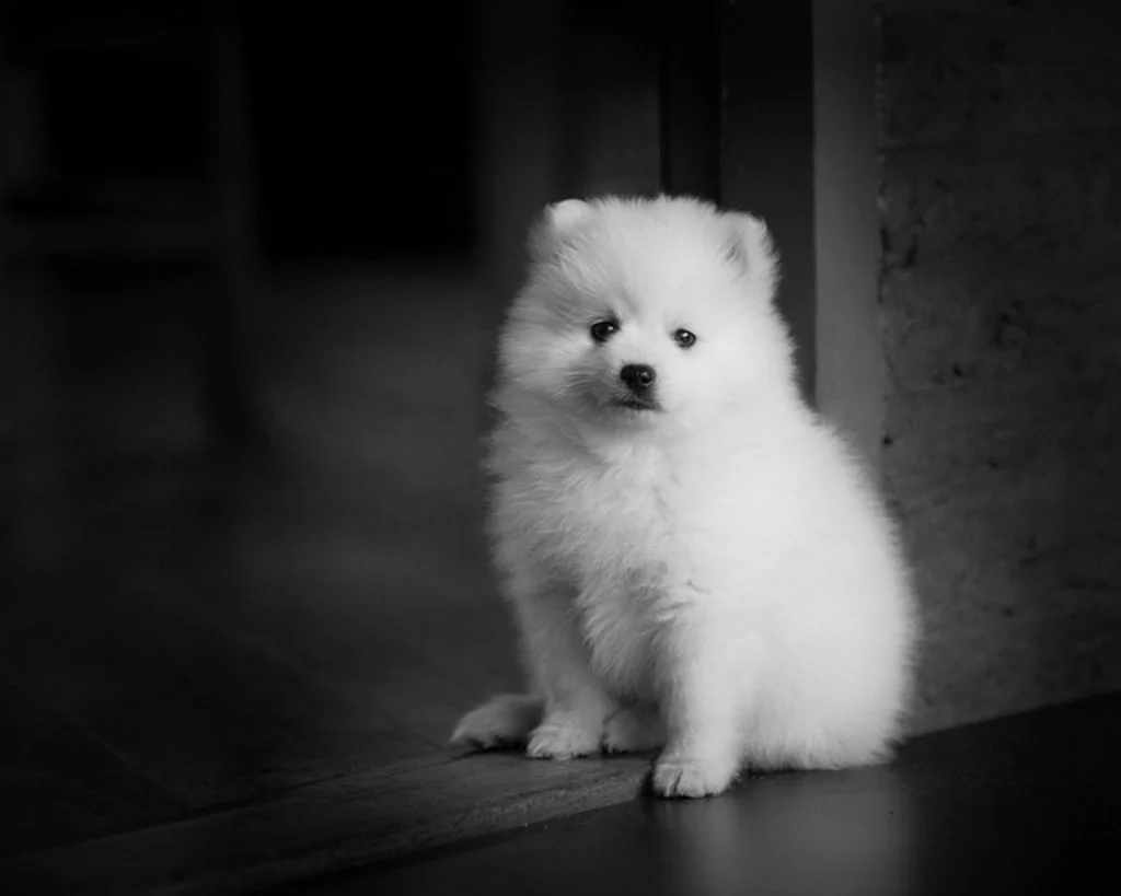 Cachorro Spitz Japonés