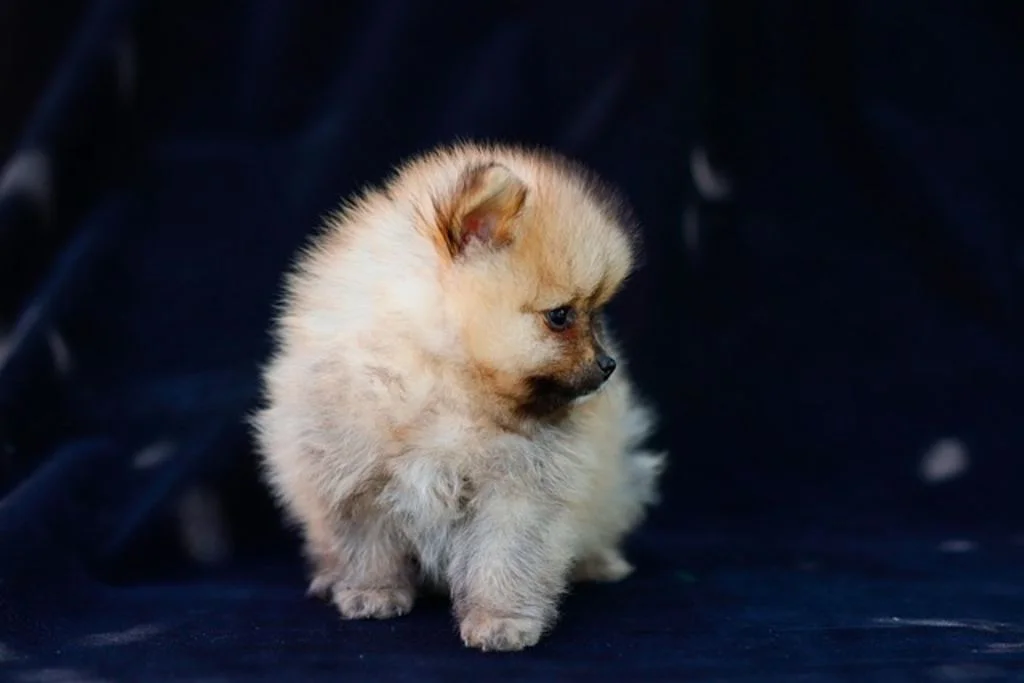pomeranian chiot