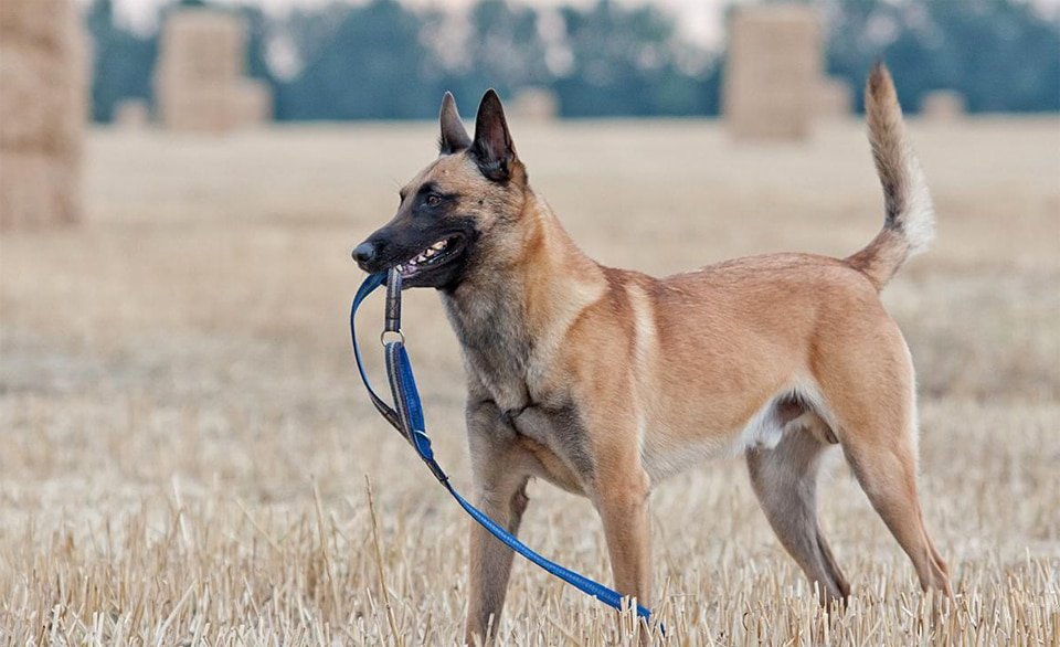 Caine Malinois - Ciobănesc Belgian tinand o lesa albastra in gura.