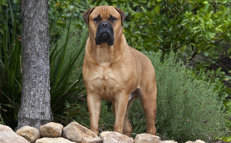 Caine Bullmastiff stand pe pietre langa un copac.