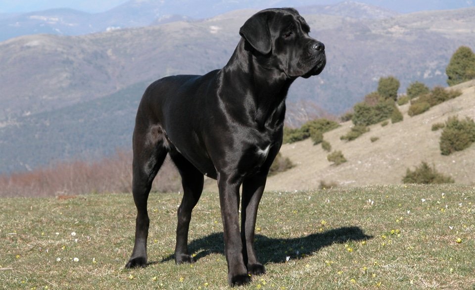 Caine Cane Corso stand in iarba.