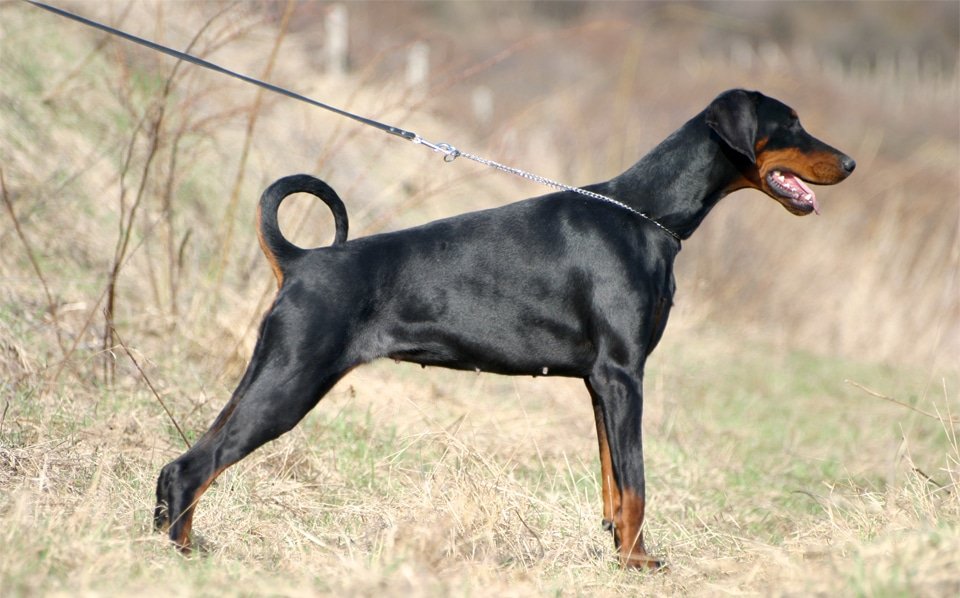 Caine Doberman Pinscher tinut in lesa in iarba.