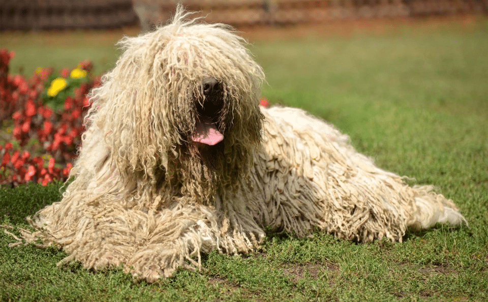 Câine din rasa Komondor stând culcat în iarbă.