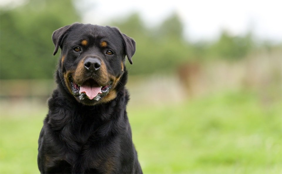Caine Rottweiler vazut aproape.