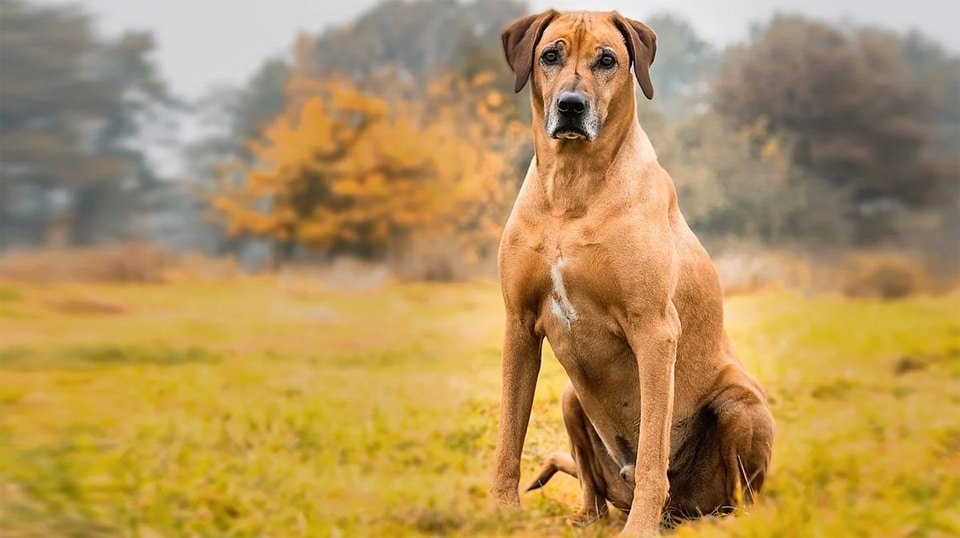 Caine rasa Rhodesian Ridgeback stand in fund in iarba.