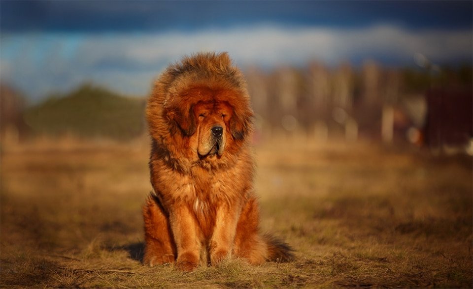 Caine Tibetan Mastiff stand in fund.