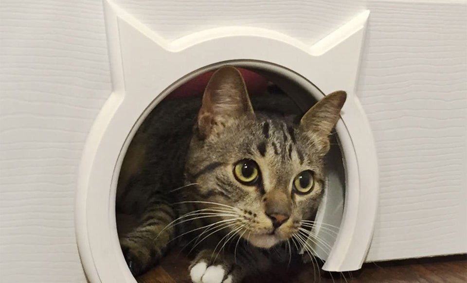 Gato sentado en un hueco con forma de cabeza de gato.