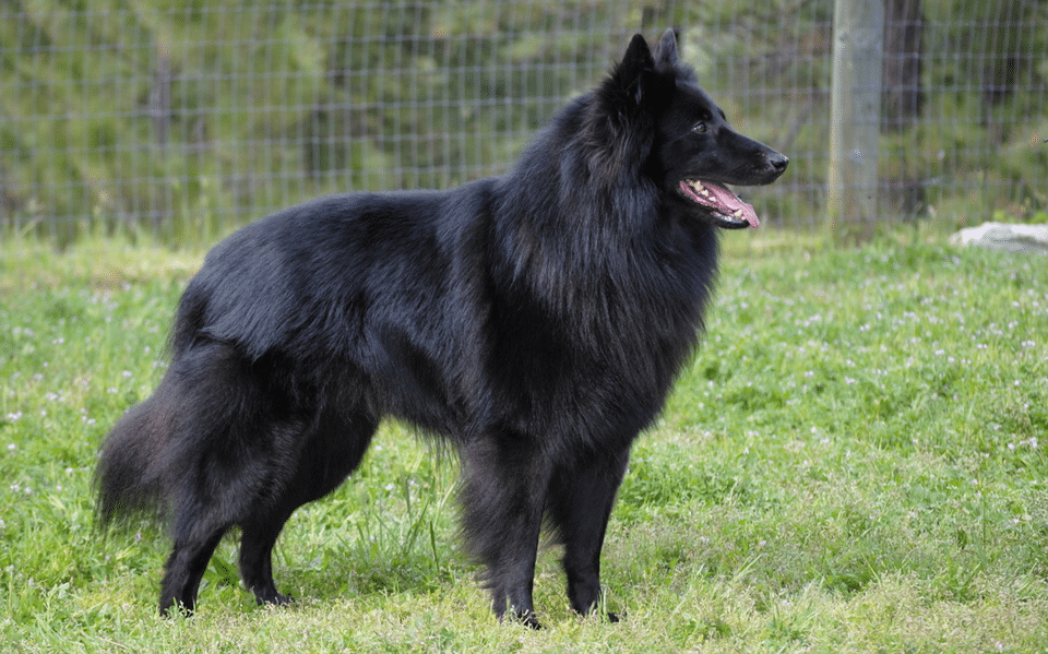 Câine ciobănesc belgian văzut din profil.
