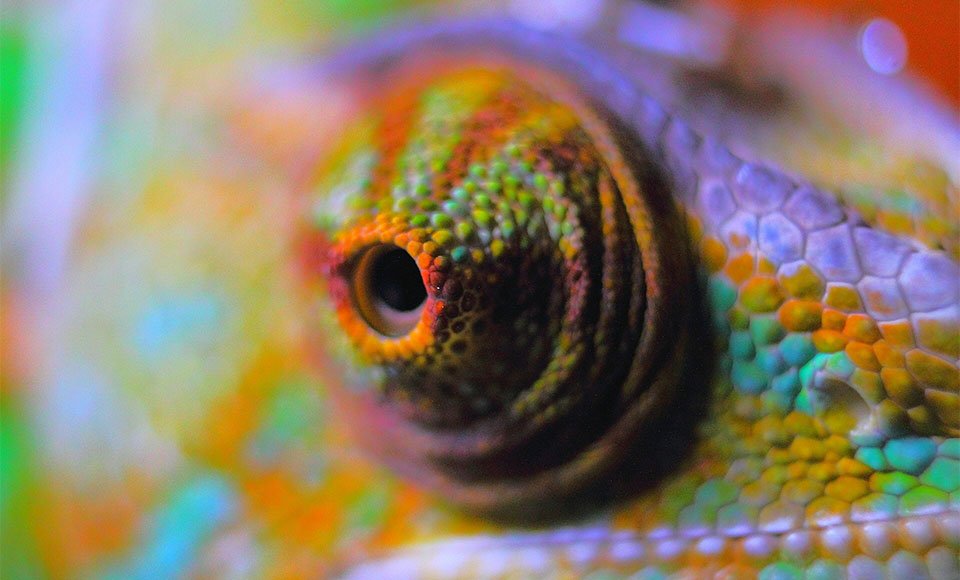 Ochiul unui cameleon vazut de aproape.