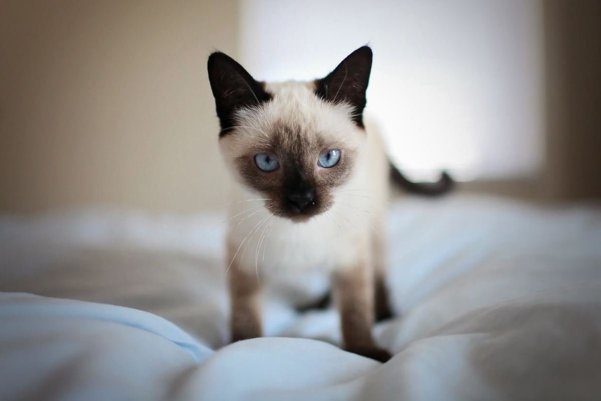 races de chats qui ne perdent pas les poils