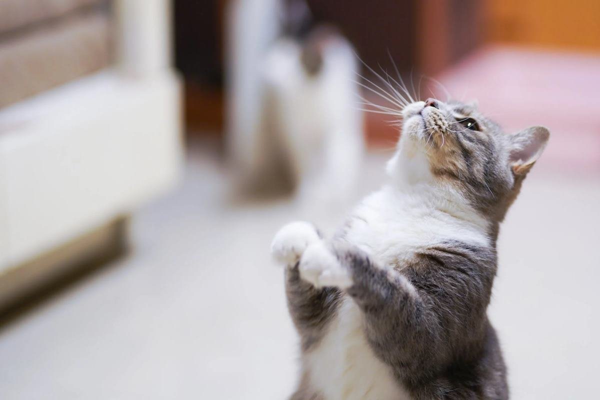 pourquoi la litière pour chat a mauvaise odeur