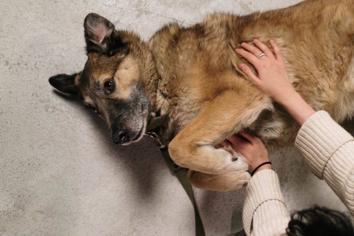 demander à son chien de se coucher