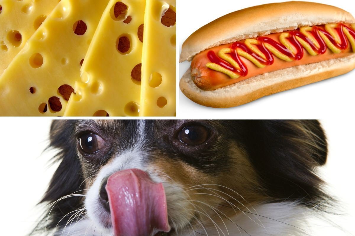 comment donner du fromage à mon chien