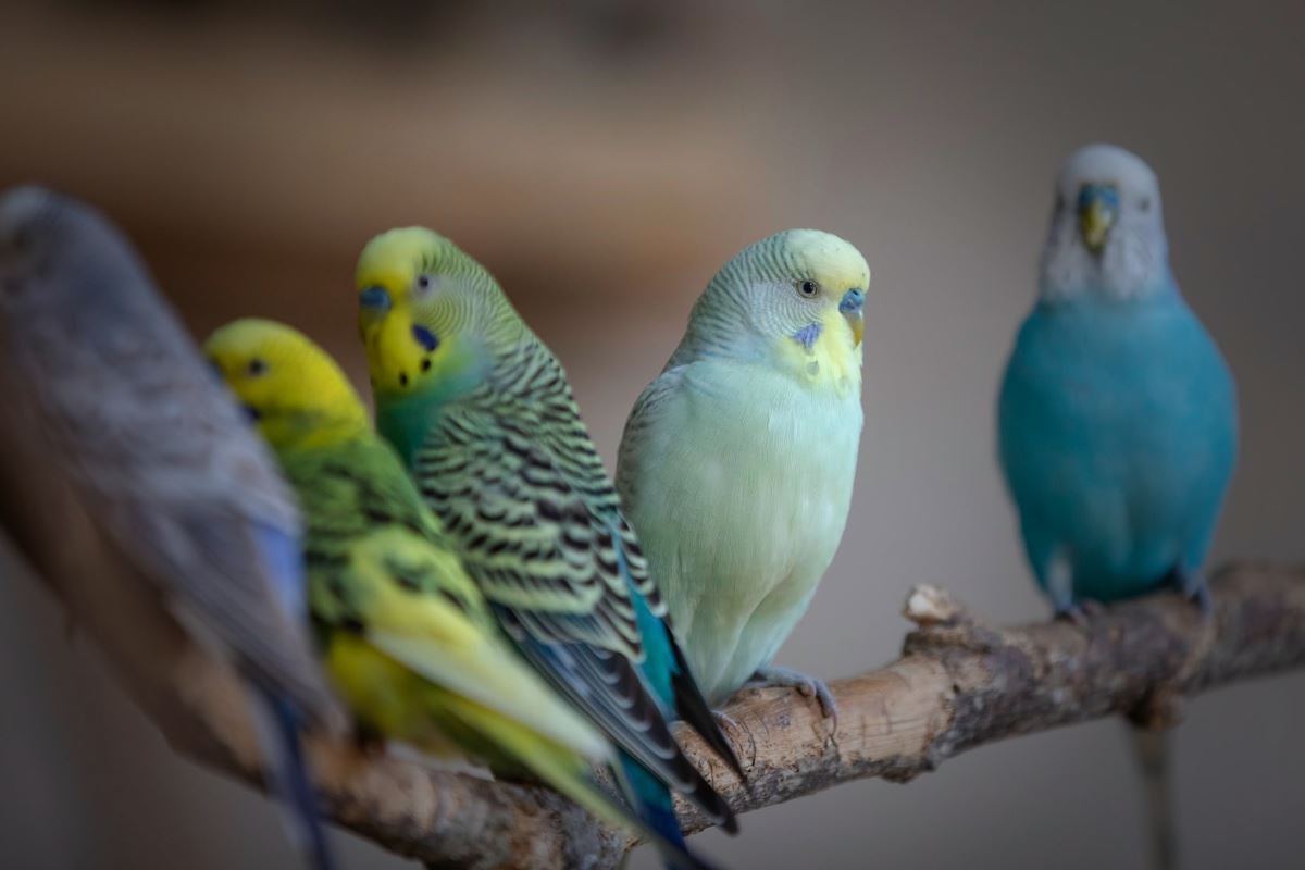 quand et à quelle fréquence nourrir les perruches ondulées