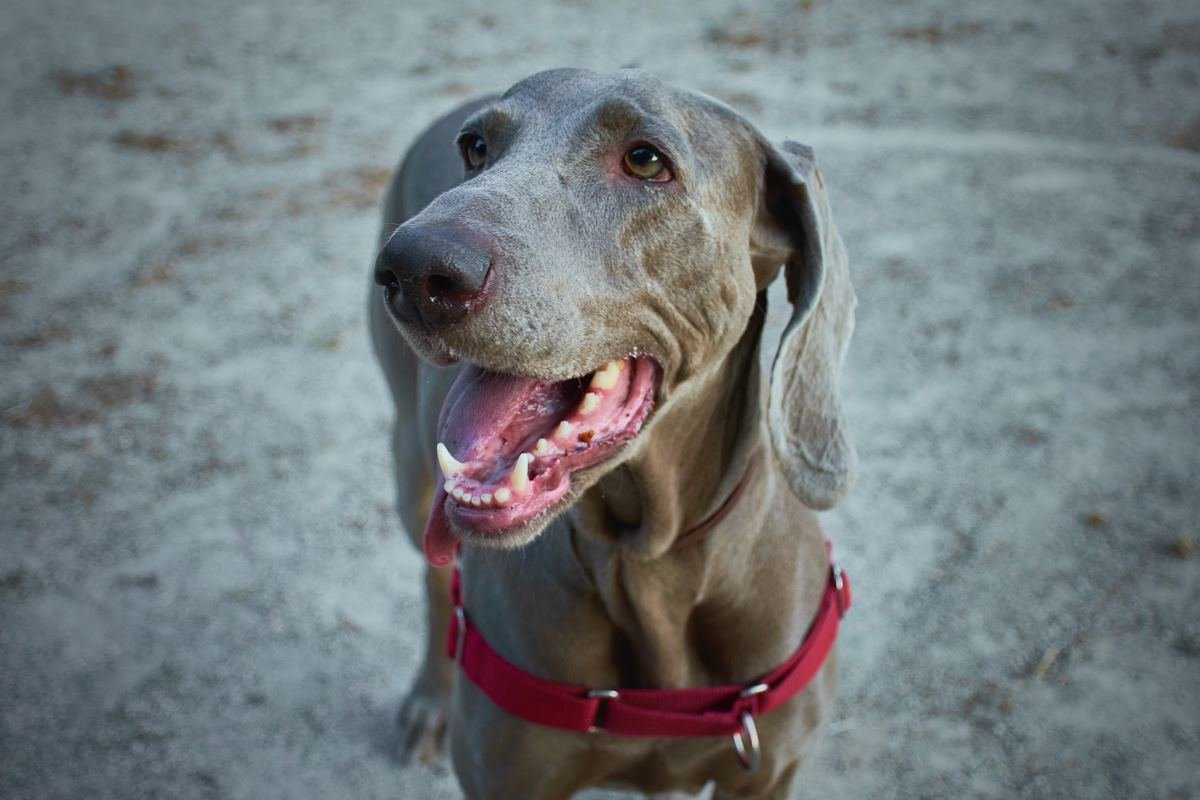 Que faire si mon chien se met à claquer des dents