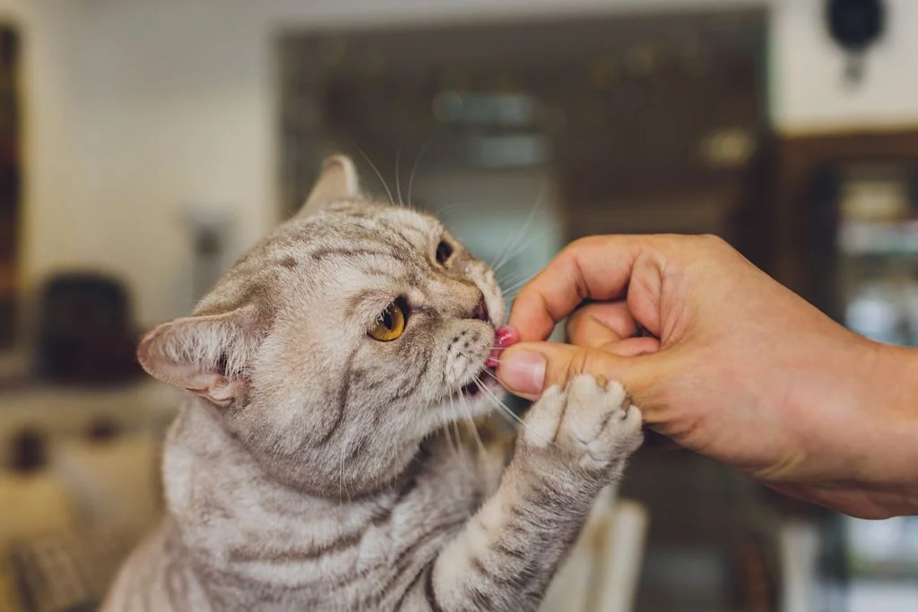 Gato que toma un comprimido