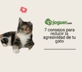7 consejos para hacer que tu gato sea menos agresivo –