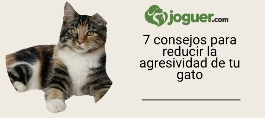 7 consejos para hacer que tu gato sea menos agresivo –