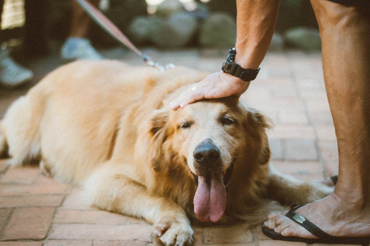 apprendre l'ordre couché à son chien