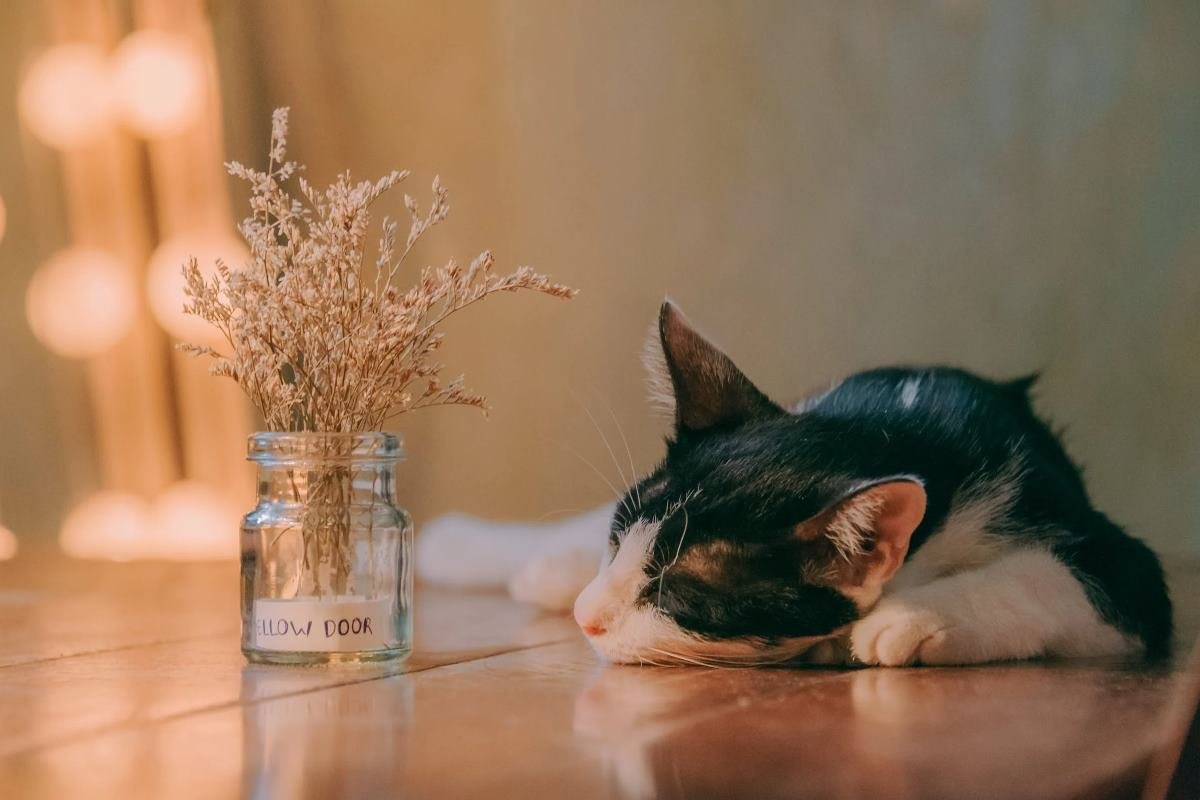 comment avoir une litière pour chat sans odeur
