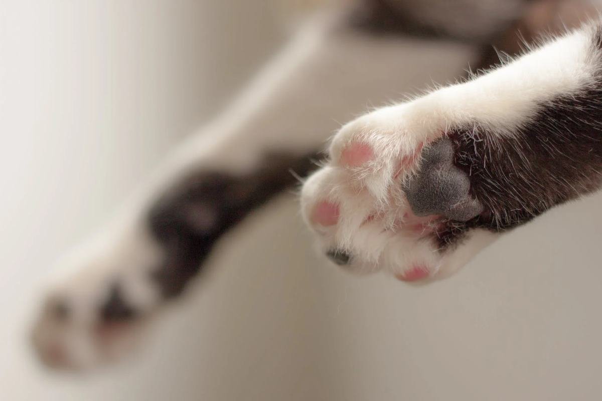 coussinets du chat quel rôle, comment en prendre soin