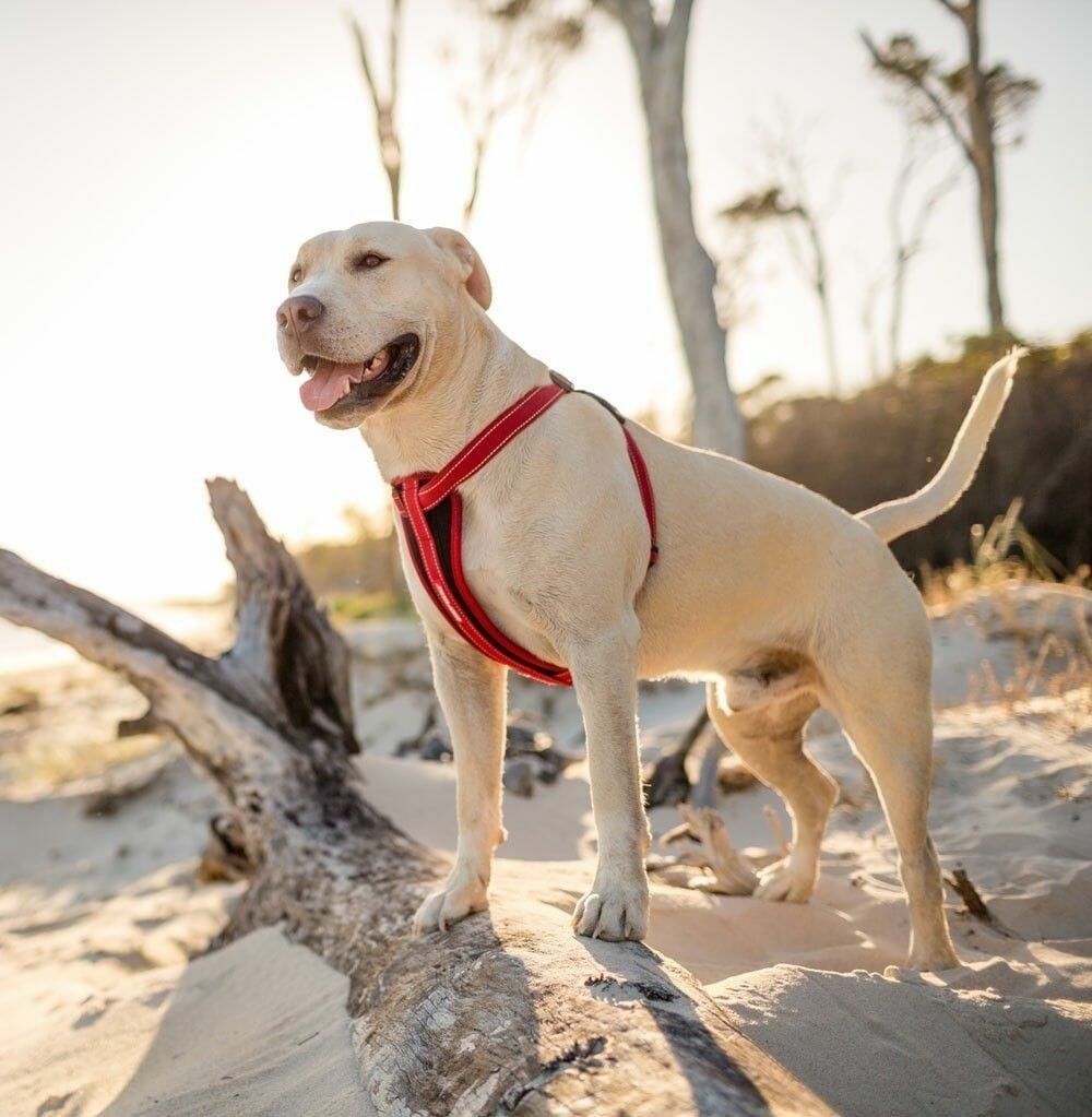 Les qualités d'un collier martingale de dressage pour chien