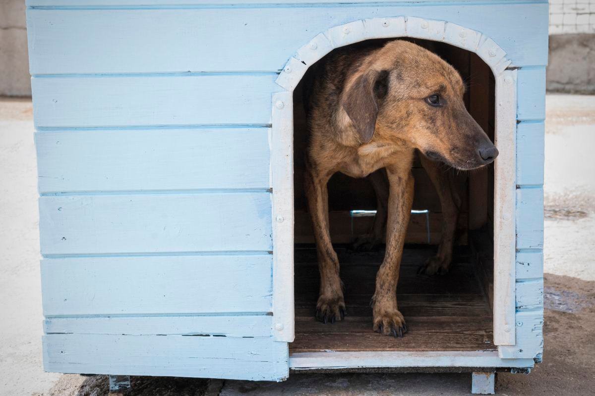 construire niche mobile pour chien