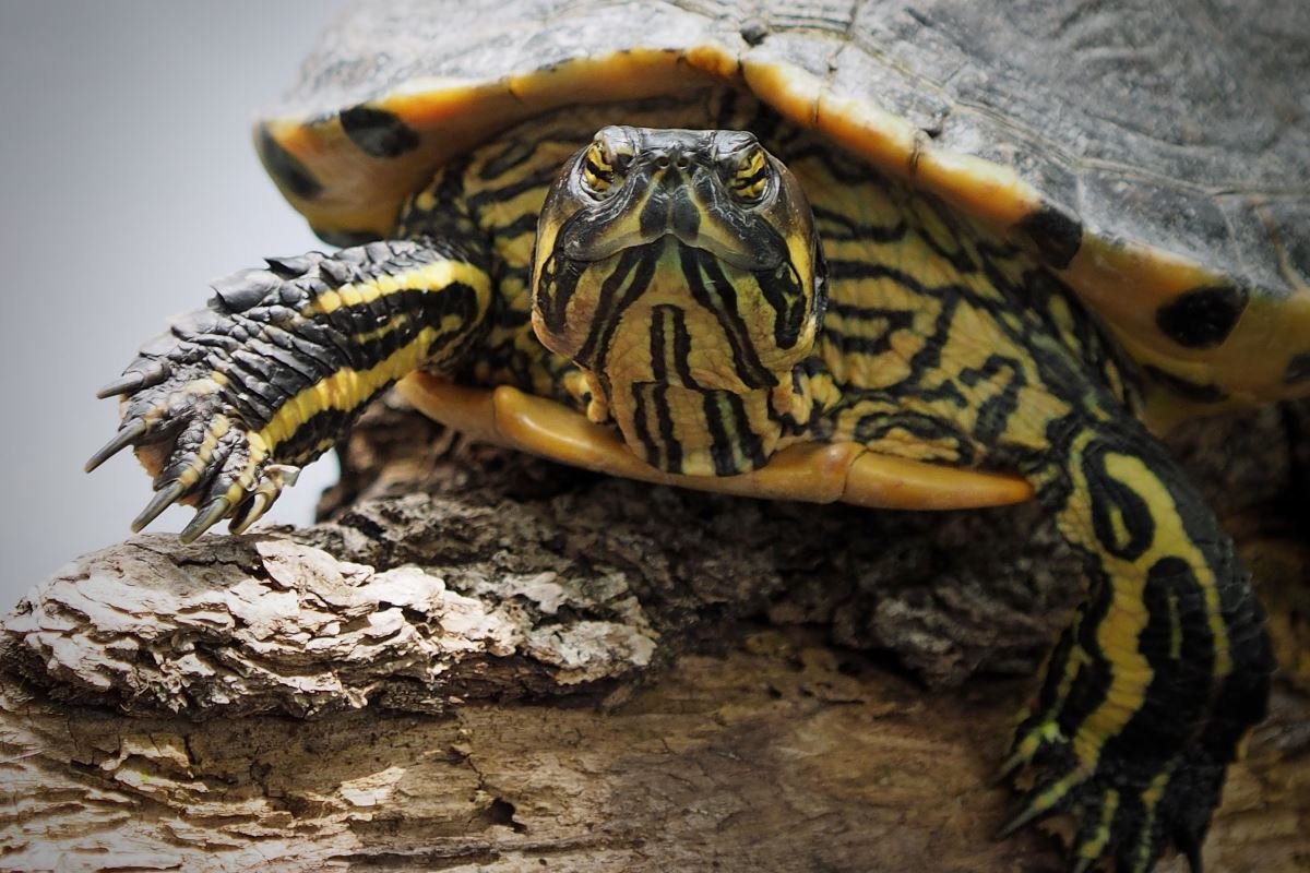 donner à boire à ma tortue