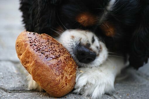 Comment choisir la nourriture de ses animaux de compagnie