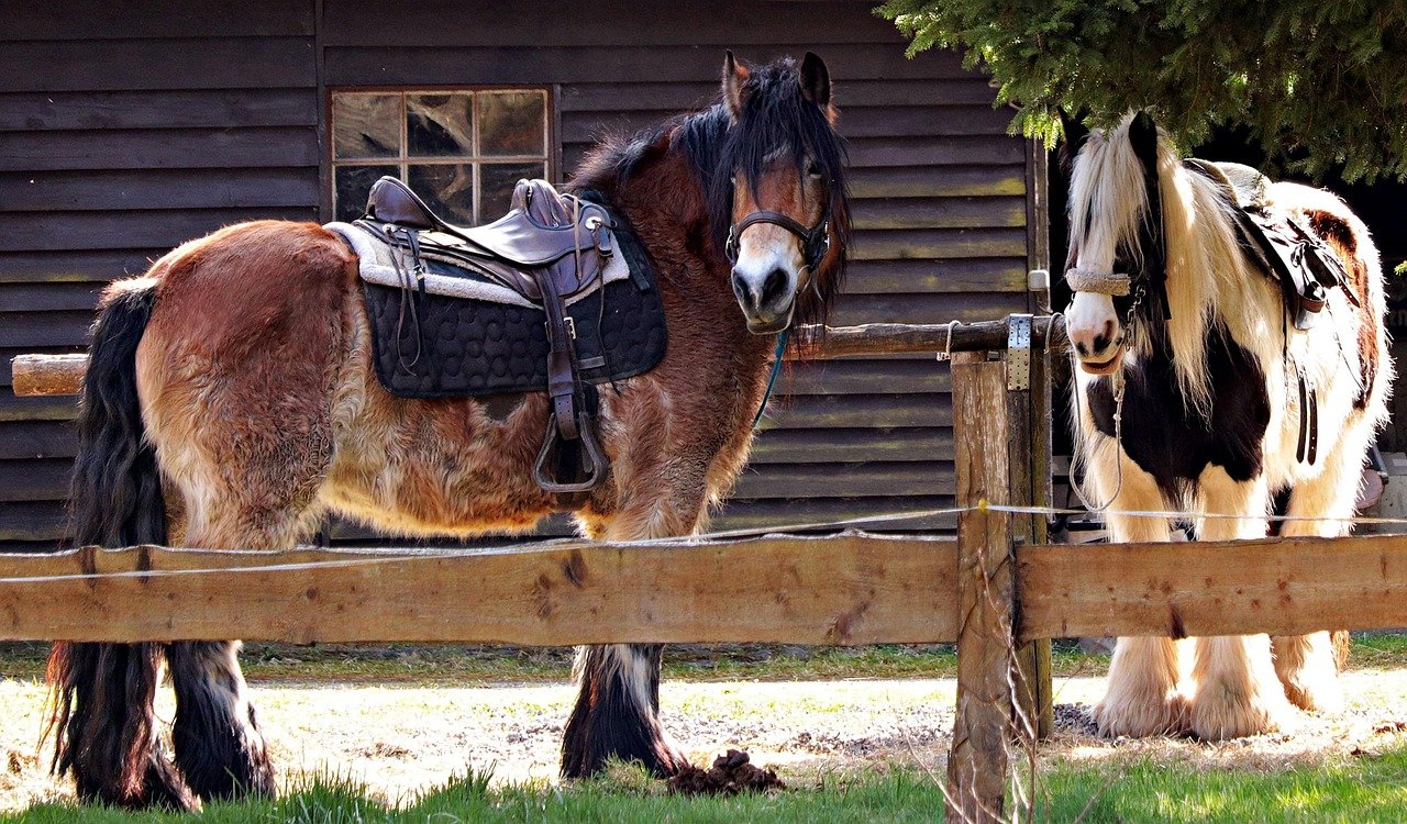 découvrez notre sélection de centres d'équitation pour tous les niveaux. profitez d'activités équestres adaptées, encadrées par des professionnels passionnés.
