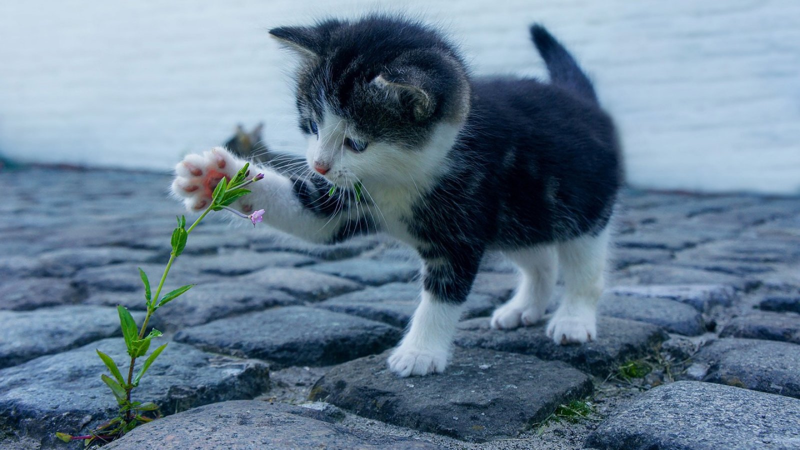 Pourquoi choisir une animalerie