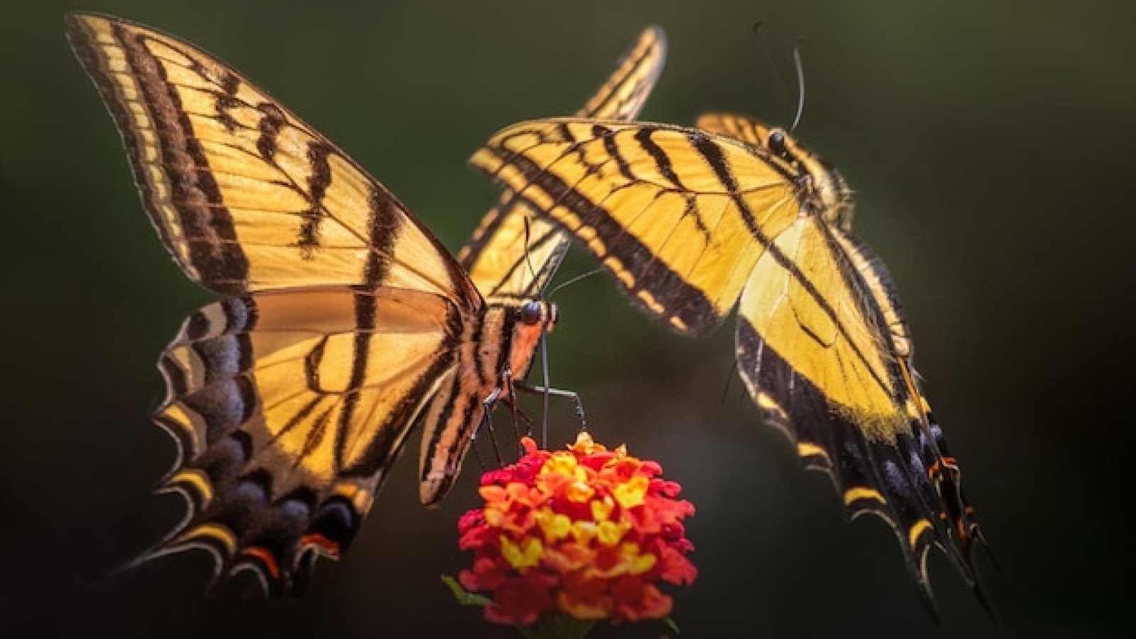 Comment organiser une sortie immersive dans un parc d’attraction en normandie autour des papillons tropicaux ?
