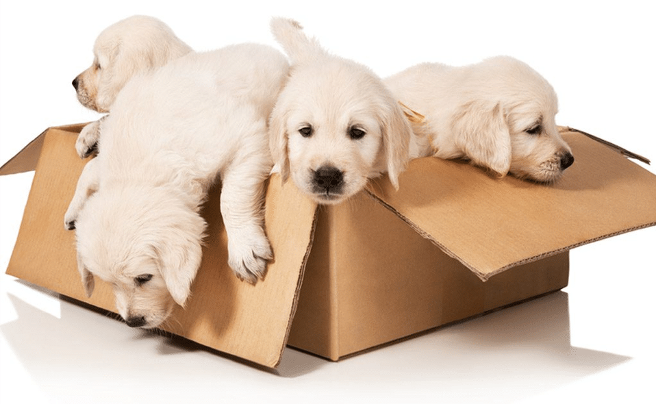 Patru pui de cățel într-o cutie de carton.