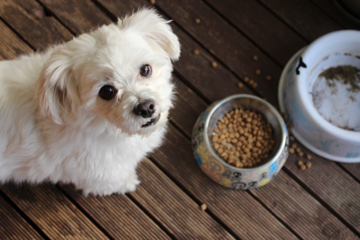 les avantages des croquettes naturelles pour les chiens