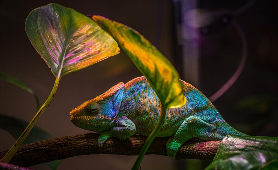 Cameleon stand printre plante.