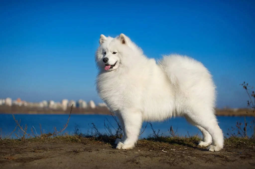 samoyede