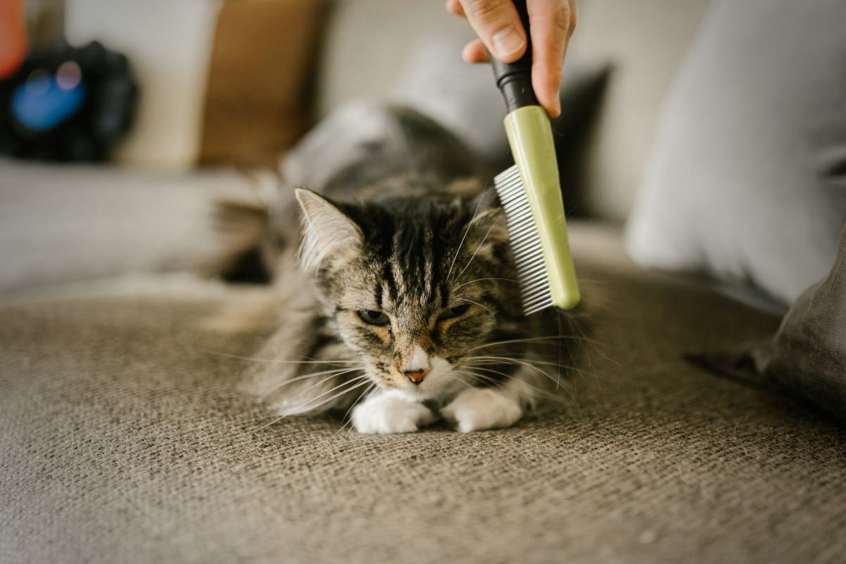 astuces pour enlever les poils de chats et chiens