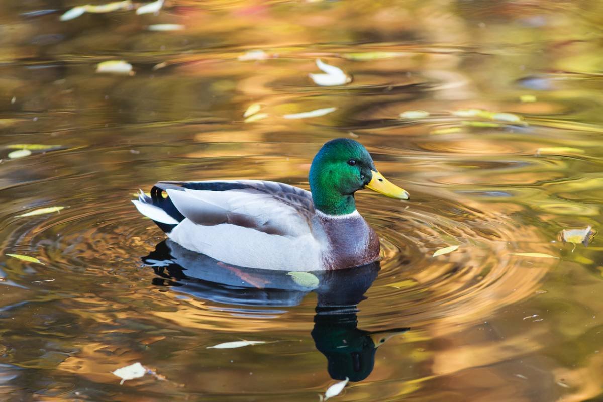 Les différentes races de canard