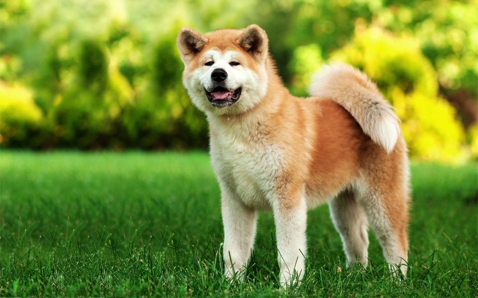 Caine Akita stand in iarba.