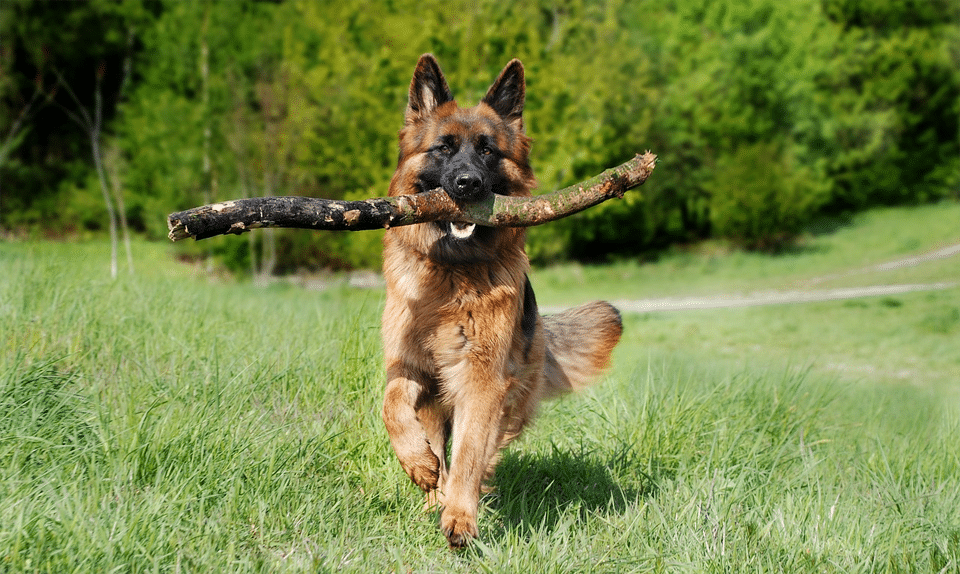 Câine ciobănesc german alergând cu un băț în gură
