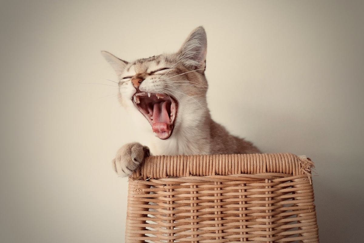 pourquoi extinction de voix chez le chat